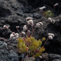 limonium-pectinatum-canaries-el-hierro-5F64CE1F-2587-4832-A90A-425A5427D88E.jpg