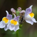 linaria-repens-france-39AEB6B3-62DA-4C88-8EC4-EB1CCFA4C299.jpg
