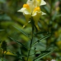 linaria-vulgaris-switzerland-B7249D3B-1722-42EA-B6B3-306D9218C3C8.jpg