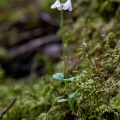 linnaea-borealis-switzerland-68FF7B91-287D-4BB8-BC8F-4D506801D080.jpg
