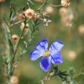 linum-sp-tajikistan-EB9C2693-AD58-455D-B2F2-A7AD2B3147A4.jpg