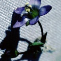 lomatogonium-brachyantherum-nepal-6467B498-4B6D-11DC-8D9F-000A95CA2156.jpg