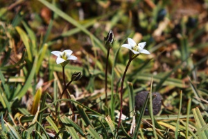 Lomatogonium brachyantherum (C.B. Clarke) Fernald