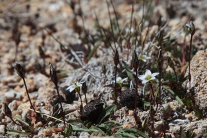 Lomatogonium brachyantherum (C.B. Clarke) Fernald