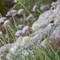 lomelosia-graminifolia-italy-7B0CDF3E-4D66-11DC-8A96-000A95CA2156.jpg