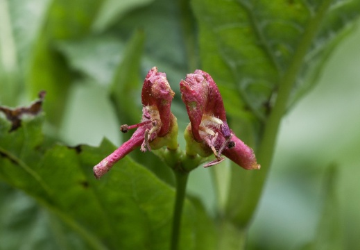 Caprifoliaceae
