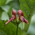lonicera-alpigena-switzerland-EE490FB6-E37C-4F46-B226-073A042C9977.jpg