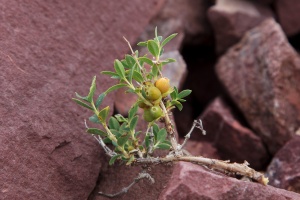 Lonicera microphylla Willd. ex Schult.
