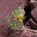 lonicera-microphylla-kyrgyzstan-CCB8D98C-5084-47B3-B090-52255D8FCF79.jpg