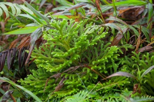 Lycopode et sphaigne