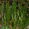 lycopodium-annotinum-switzerland-EA38F8A9-0762-4F97-BFA9-25156DDE046D.jpg