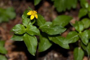 Lysimachia nemorum L.