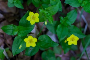 Lysimachia nemorum L.
