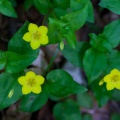 lysimachia-nemorum-switzerland-B2DC4A78-E04A-4899-8A05-A00F4F162EA8.jpg