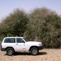 maerua-crassifolia-saudi-arabia-2730CDCC-4B7D-11DC-8D9F-000A95CA2156.jpg