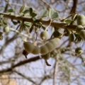 maerua-crassifolia-saudi-arabia-FC480929-4B7C-11DC-8D9F-000A95CA2156.jpg
