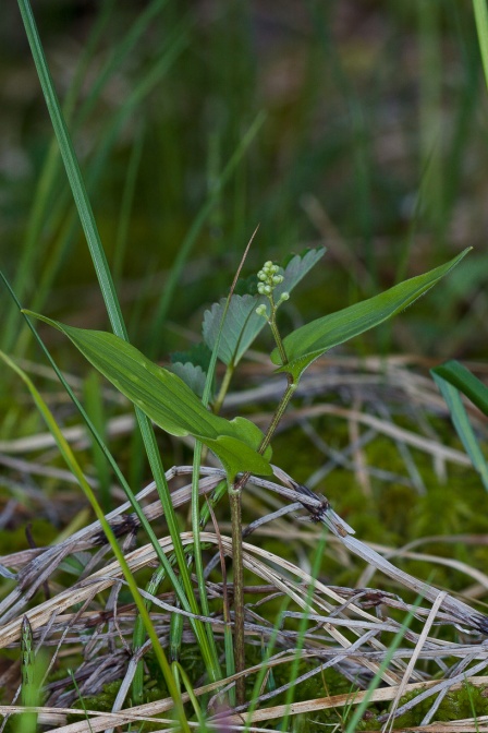 maianthemum-bifolium-switzerland-6F5E4DD5-4BDA-4E86-B15F-BF19E1467030.jpg