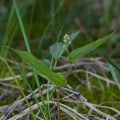 maianthemum-bifolium-switzerland-6F5E4DD5-4BDA-4E86-B15F-BF19E1467030.jpg