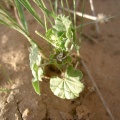malva-parviflora-saudi-arabia-1C2B9CC2-4B7B-11DC-8D9F-000A95CA2156.jpg