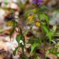 melampyrum-nemorosum-france-19138DAC-5B93-4C5C-B8B8-F33CBE150D0A.jpg