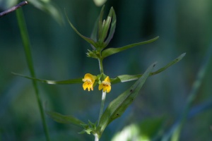Melampyrum sylvaticum L.