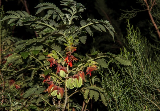 Melianthaceae