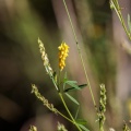 melilotus-officinalis-switzerland-B33E4718-4FE6-4B5F-9D06-8A9AF88FF3D9.jpg