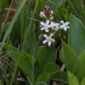 menyanthes-trifoliata-switzerland-08E02FD1-3811-4CF5-BC8B-9A99E32884FD.jpg