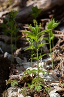 Mercurialis perennis L.