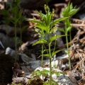 mercurialis-perennis-switzerland-54929B12-06DE-49D8-A499-9578864B0D74.jpg
