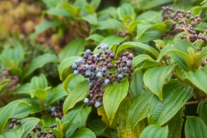 Miconia globuliflora (Rich.) Cogn.