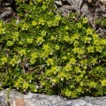 minuartia-sedoides-austria-48AB51EA-9E66-4421-99CE-499B8678086A.jpg