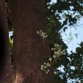 moraceae-sp-zimbabwe-D460616B-ABAB-461E-9A69-2A01E861ECB0.jpg