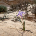 moraea-sisyrinchium-jordan-E35CE8E2-B33A-42C9-9D6D-9843D59614C6.jpg
