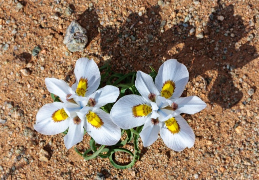 Iridaceae