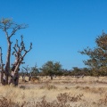 moringa-ovalifolia-namibia-349A08B4-7A84-43A5-92C5-EECAD0E4663C.jpg