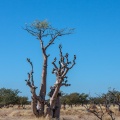 moringa-ovalifolia-namibia-7C658326-C746-4B5F-AC89-4D8BDDD5FECC.jpg