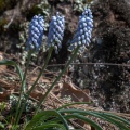 muscari-neglectum-switzerland-33FEEF11-B125-400F-9347-34CCC83E7D79.jpg