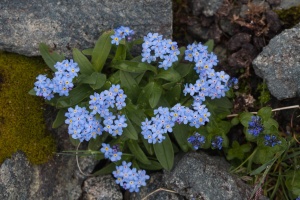 Myosotis alpestris F.W. Schmidt