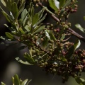 myrica-faya-canaries-el-hierro-0D1D7552-2E16-436F-A9C9-5C1425CE2256.jpg