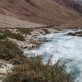 myricaria-squamosa-tajikistan-7D90FF27-2A6C-4376-993D-D5229878CD58.jpg
