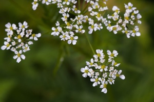Myrrhis odorata (L.) Scop.