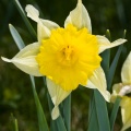 narcissus-pseudonarcissus-switzerland-8A0501BD-C14A-4916-A966-1FCC64D75F97.jpg