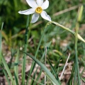 narcissus-radiiflorus-switzerland-7FEBCEA8-E187-4F86-AE2D-457DE77192BA.jpg