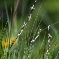 nardus-stricta-switzerland-37DD3606-0074-465F-8B77-7093BB2F1A0A.jpg