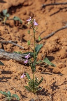 Nemesia sp. indet. 1