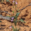 nemesia-sp-botswana-E0FE4C58-8489-412E-8589-691F53B664E9.jpg