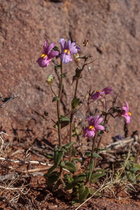 nemesia-sp-south-africa-24F8240F-A3FE-4A23-8EB5-9347996353AE.jpg