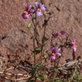 nemesia-sp-south-africa-24F8240F-A3FE-4A23-8EB5-9347996353AE.jpg