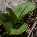 neottia-ovata-switzerland-2FD9F955-EA1E-41E0-931D-3C6814F63301.jpg